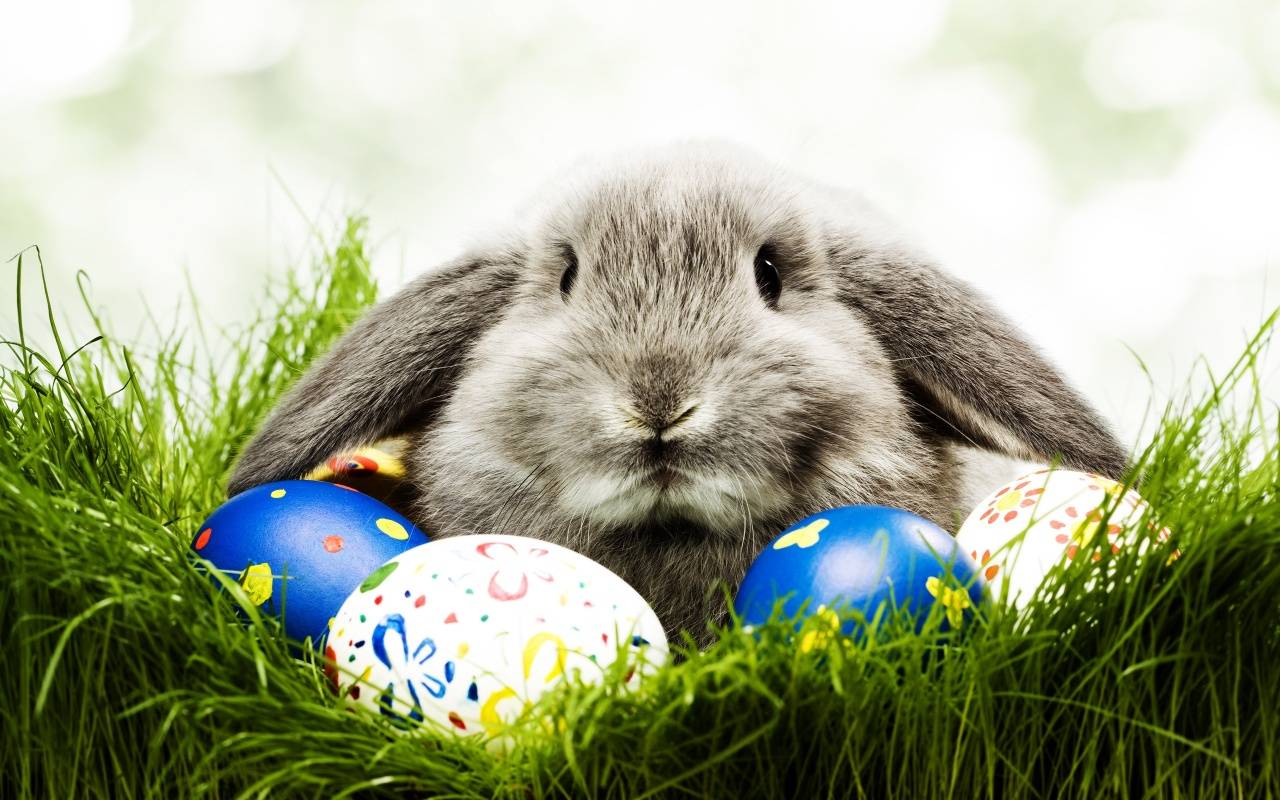46528-bunnies-easter-bunny-wallpaper